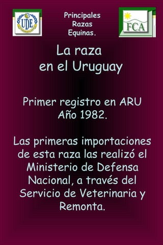 Principales
Razas
Equinas.
La raza
en el Uruguay
Primer registro en ARU
Año 1982.
Las primeras importaciones
de esta raza las realizó el
Ministerio de Defensa
Nacional, a través del
Servicio de Veterinaria y
Remonta.
 