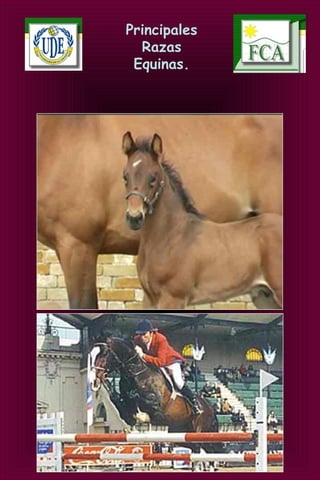 Principales
Razas
Equinas.
 