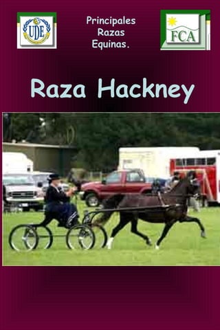 Principales
Razas
Equinas.
Raza Hackney
 