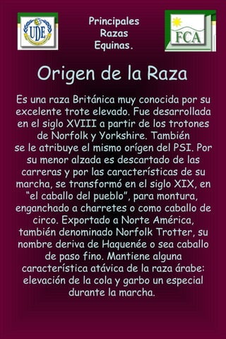 Principales
Razas
Equinas.
Origen de la Raza
Es una raza Británica muy conocida por su
excelente trote elevado. Fue desarrollada
en el siglo XVIII a partir de los trotones
de Norfolk y Yorkshire. También
se le atribuye el mismo orígen del PSI. Por
su menor alzada es descartado de las
carreras y por las características de su
marcha, se transformó en el siglo XIX, en
“el caballo del pueblo”, para montura,
enganchado a charretes o como caballo de
circo. Exportado a Norte América,
también denominado Norfolk Trotter, su
nombre deriva de Haquenée o sea caballo
de paso fino. Mantiene alguna
característica atávica de la raza árabe:
elevación de la cola y garbo un especial
durante la marcha.
 