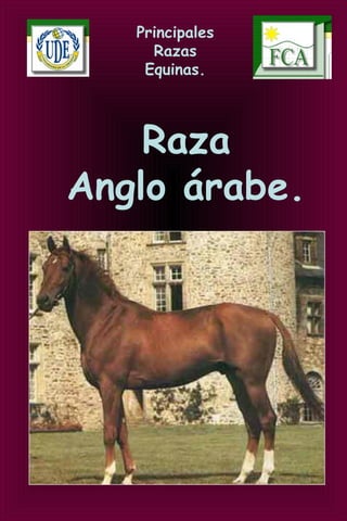 Principales
Razas
Equinas.
Raza
Anglo árabe.
 