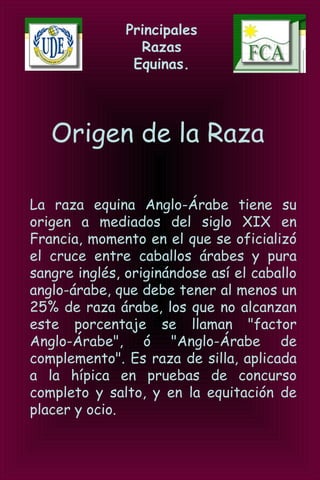 Principales
Razas
Equinas.
Origen de la Raza
La raza equina Anglo-Árabe tiene su
origen a mediados del siglo XIX en
Francia, momento en el que se oficializó
el cruce entre caballos árabes y pura
sangre inglés, originándose así el caballo
anglo-árabe, que debe tener al menos un
25% de raza árabe, los que no alcanzan
este porcentaje se llaman "factor
Anglo-Árabe", ó "Anglo-Árabe de
complemento". Es raza de silla, aplicada
a la hípica en pruebas de concurso
completo y salto, y en la equitación de
placer y ocio.
 