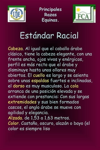Principales
Razas
Equinas.
Estándar Racial
Cabeza. Al igual que el caballo árabe
clásico, tiene la cabeza elegante, con una
frente ancha, ojos vivos y enérgicos,
perfil es más recto que el árabe y
disminuye hasta unos ollares muy
abiertos. El cuello es largo y se asienta
sobre unas espaldas fuertes e inclinadas,
el dorso es muy musculoso. La cola
arranca de una posición elevada y se
extiende con prestancia: Con sus largas
extremidades y sus bien formados
cascos, el anglo árabe se mueve con
agilidad y elegancia.
Alzada. de 1,53 a 1,63 metros.
Color. Castaño, oscuro, alazán o bayo (el
color es siempre liso
 