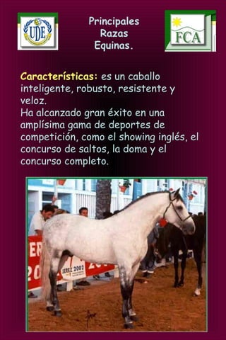 Principales
Razas
Equinas.
Características: es un caballo
inteligente, robusto, resistente y
veloz.
Ha alcanzado gran éxito en una
amplísima gama de deportes de
competición, como el showing inglés, el
concurso de saltos, la doma y el
concurso completo.
 