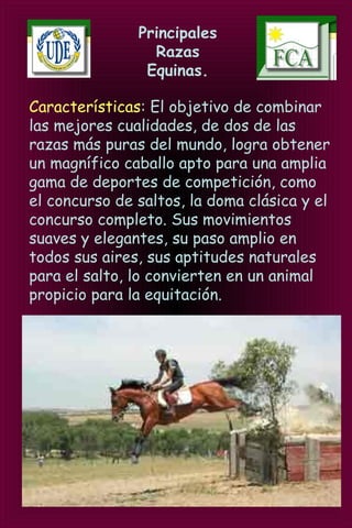 Principales
Razas
Equinas.
Características: El objetivo de combinar
las mejores cualidades, de dos de las
razas más puras del mundo, logra obtener
un magnífico caballo apto para una amplia
gama de deportes de competición, como
el concurso de saltos, la doma clásica y el
concurso completo. Sus movimientos
suaves y elegantes, su paso amplio en
todos sus aires, sus aptitudes naturales
para el salto, lo convierten en un animal
propicio para la equitación.
 