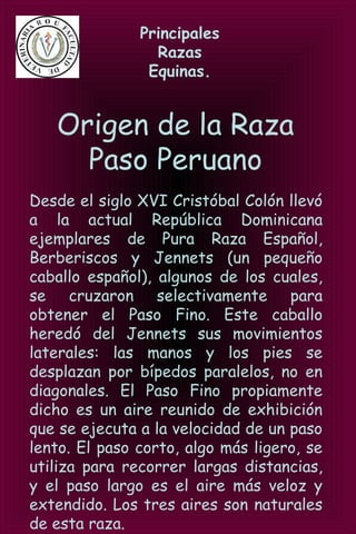 Principales
Razas
Equinas.
Origen de la Raza
Paso Peruano
Desde el siglo XVI Cristóbal Colón llevó
a la actual República Dominicana
ejemplares de Pura Raza Español,
Berberiscos y Jennets (un pequeño
caballo español), algunos de los cuales,
se cruzaron selectivamente para
obtener el Paso Fino. Este caballo
heredó del Jennets sus movimientos
laterales: las manos y los pies se
desplazan por bípedos paralelos, no en
diagonales. El Paso Fino propiamente
dicho es un aire reunido de exhibición
que se ejecuta a la velocidad de un paso
lento. El paso corto, algo más ligero, se
utiliza para recorrer largas distancias,
y el paso largo es el aire más veloz y
extendido. Los tres aires son naturales
de esta raza.
 