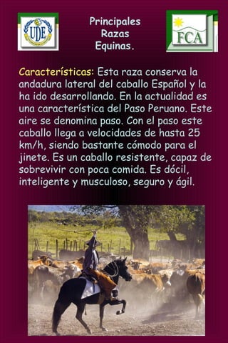 Principales
Razas
Equinas.
Características: Esta raza conserva la
andadura lateral del caballo Español y la
ha ido desarrollando. En la actualidad es
una característica del Paso Peruano. Este
aire se denomina paso. Con el paso este
caballo llega a velocidades de hasta 25
km/h, siendo bastante cómodo para el
jinete. Es un caballo resistente, capaz de
sobrevivir con poca comida. Es dócil,
inteligente y musculoso, seguro y ágil.
 