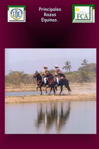 Principales
Razas
Equinas.
 