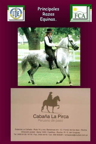 Principales
Razas
Equinas.
 