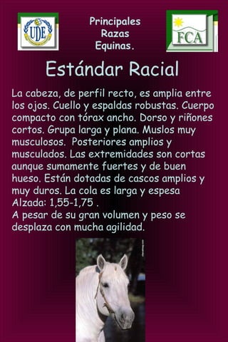 Principales
Razas
Equinas.
Estándar Racial
La cabeza, de perfil recto, es amplia entre
los ojos. Cuello y espaldas robustas. Cuerpo
compacto con tórax ancho. Dorso y riñones
cortos. Grupa larga y plana. Muslos muy
musculosos. Posteriores amplios y
musculados. Las extremidades son cortas
aunque sumamente fuertes y de buen
hueso. Están dotadas de cascos amplios y
muy duros. La cola es larga y espesa
Alzada: 1,55-1,75 .
A pesar de su gran volumen y peso se
desplaza con mucha agilidad.
 