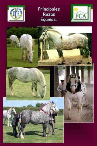 Principales
Razas
Equinas.
 