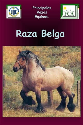 Principales
Razas
Equinas.
Raza Belga
 