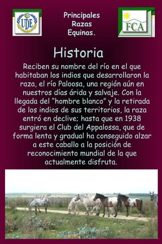 Principales
Razas
Equinas.
Historia
Reciben su nombre del río en el que
habitaban los indios que desarrollaron la
raza, el río Paloosa, una región aún en
nuestros días árida y salvaje. Con la
llegada del “hombre blanco” y la retirada
de los indios de sus territorios, la raza
entró en declive; hasta que en 1938
surgiera el Club del Appalossa, que de
forma lenta y gradual ha conseguido alzar
a este caballo a la posición de
reconocimiento mundial de la que
actualmente disfruta.
 