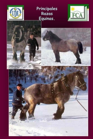 Principales
Razas
Equinas.
 
