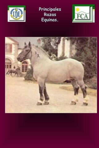 Principales
Razas
Equinas.
 