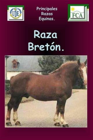 Principales
Razas
Equinas.
Raza
Bretón.
  
 