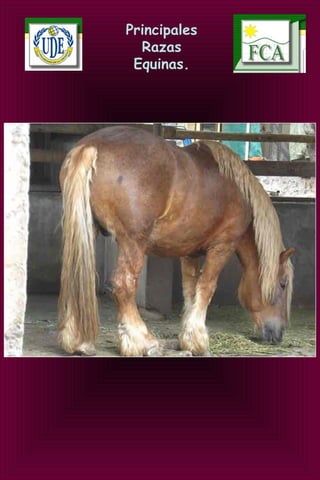 Principales
Razas
Equinas.
 