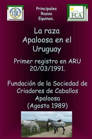 Principales
Razas
Equinas.
La raza
Apaloosa en el
Uruguay
Primer registro en ARU
20/03/1991.
Fundación de la Sociedad de
Criadores de Caballos
Apaloosa
(Agosto 1989)
 