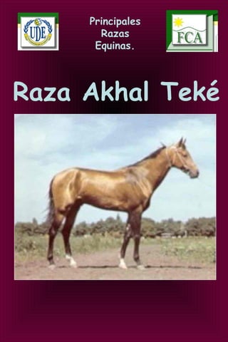 Principales
Razas
Equinas.
Raza Akhal Teké
 