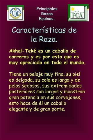 Principales
Razas
Equinas.
Akhal-Teké es un caballo de
carreras y es por esto que es
muy apreciado en todo el mundo.
Tiene un pelaje muy fino, su piel
es delgada, su cola es larga y de
pelos sedosos, sus extremidades
posteriores son largas y muestran
gran potencia en sus corvejones,
esto hace de él un caballo
elegante y de gran porte..
Características de
la Raza.
 