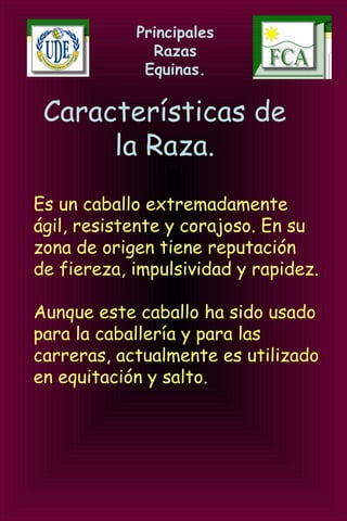 Principales
Razas
Equinas.
Es un caballo extremadamente
ágil, resistente y corajoso. En su
zona de origen tiene reputación
de fiereza, impulsividad y rapidez.
Aunque este caballo ha sido usado
para la caballería y para las
carreras, actualmente es utilizado
en equitación y salto.
Características de
la Raza.
 