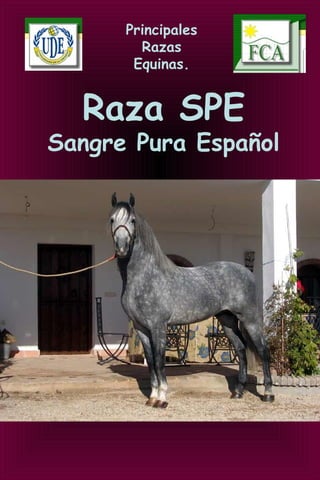 Principales
Razas
Equinas.
Raza SPE
Sangre Pura Español
 