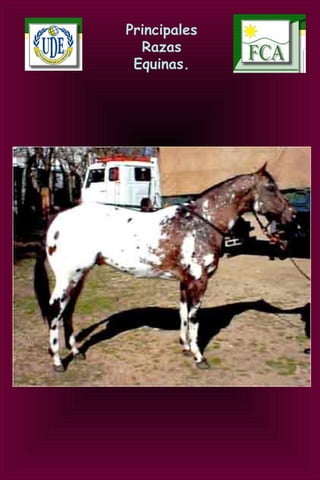 Principales
Razas
Equinas.
 