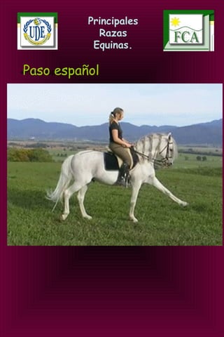 Principales
Razas
Equinas.
«Paso español». Paso español
 