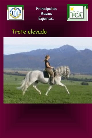 Principales
Razas
Equinas.
Trote elevado
 