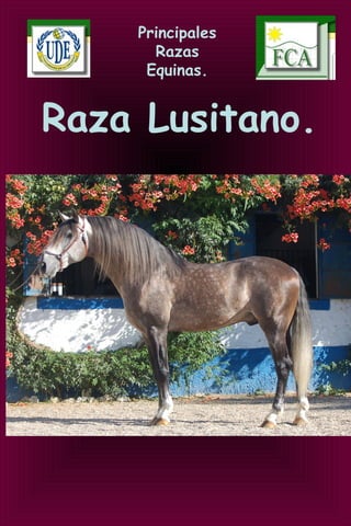 Principales
Razas
Equinas.
Raza Lusitano.
 