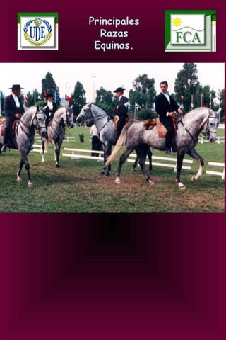 Principales
Razas
Equinas.
 