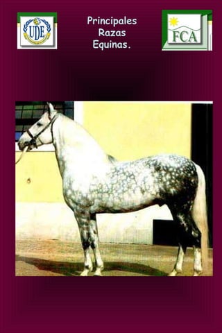 Principales
Razas
Equinas.
 