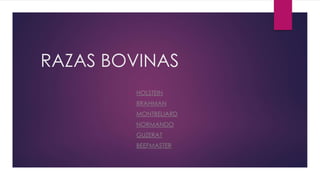 RAZAS BOVINAS
• HOLSTEIN
• BRAHMAN
• MONTBELIARD
• NORMANDO
• GUZERAT
• BEEFMASTER
 