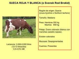 SUECA ROJA Y BLANCA (o Svensk Rod Brokid)
Región de origen: Suecia
(cruza Ayrshire x Sorthorn lechero)
Tamaño: Mediano
Peso: Hembras 550 kg
Machos 850 kg
Pelaje: Overo colorado (blanco con
manchas castaño rojizas).
Existen colorados
Mucosas: Despigmentadas
Cuernos: Presentes
Lactancia: 3.000-5.000 litros
(12-13 litros/día)
3,5-4,5% GB
 