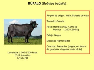 BÚFALO (Bubalus bubalis)
Región de origen: India, Sureste de Asia
Tamaño: Grande
Peso: Hembras 600-1.000 kg
Machos 1.200-1.600 kg
Pelaje: Negro
Mucosas Pigmentadas
Cuernos: Presentes (largos, en forma
de guadaña, dirigidos hacia atrás)
Lactancia: 2.000-5.000 litros
(7-12 litros/día)
6-15% GB
 