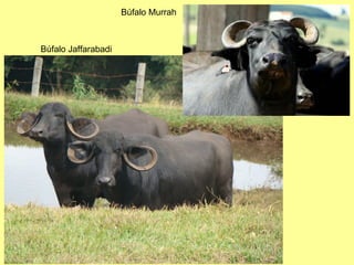 Búfalo Jaffarabadi
Búfalo Murrah
 