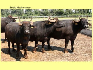 Búfalo Mediterráneo
 