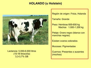 HOLANDO (u Holstein)
Región de origen: Frisia, Holanda
Tamaño: Grande
Peso: Hembras 600-650 kg
Machos 1.000-1.200 kg
Pelaje: Overo negro (blanco con
manchas negras).
Existen overos colorados
Mucosas: Pigmentadas
Cuernos: Presentes o ausentes
(mochos)
Lactancia: 5.000-6.000 litros
(15-18 litros/día)
3,3-3,7% GB
 