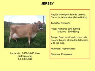 JERSEY
Región de origen: Isla de Jersey,
Canal de la Mancha (Reino Unido)
Tamaño: Pequeño
Peso: Hembras 300-400 kg
Machos 500-650kg
Pelaje: Bayo arratonado; cara más
oscura; blanco alrededor del hocico
y de los ojos.
Mucosas: Pigmentadas
Cuernos: PresentesLactancia: 2.000-3.000 litros
(5-8 litros/día)
5,5-6,5% GB
 