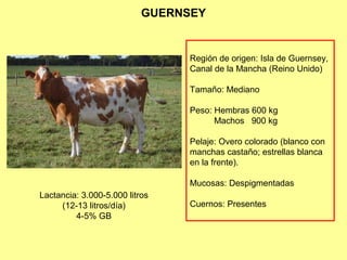 GUERNSEY
Región de origen: Isla de Guernsey,
Canal de la Mancha (Reino Unido)
Tamaño: Mediano
Peso: Hembras 600 kg
Machos 900 kg
Pelaje: Overo colorado (blanco con
manchas castaño; estrellas blanca
en la frente).
Mucosas: Despigmentadas
Cuernos: Presentes
Lactancia: 3.000-5.000 litros
(12-13 litros/día)
4-5% GB
 