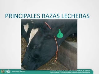 PRINCIPALES RAZAS LECHERAS

 