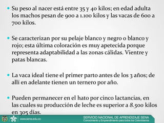  Su peso al nacer está entre 35 y 40 kilos; en edad adulta

los machos pesan de 900 a 1.100 kilos y las vacas de 600 a
700 kilos.
 Se caracterizan por su pelaje blanco y negro o blanco y

rojo; esta última coloración es muy apetecida porque
representa adaptabilidad a las zonas cálidas. Vientre y
patas blancas.
 La vaca ideal tiene el primer parto antes de los 3 años; de

allí en adelante tienen un ternero por año.
 Pueden permanecer en el hato por cinco lactancias, en

las cuales su producción de leche es superior a 8.500 kilos
en 305 días.

 