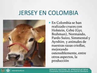 JERSEY EN COLOMBIA
 En Colombia se han

realizado cruces con
Holstein, Cebú (Gyr,
Brahman), Normando,
Pardo Suizo, Simmental y
Ayrshire, y animales de
nuestras razas criollas,
mejorando
ostensiblemente, entre
otros aspectos, la
producción

 