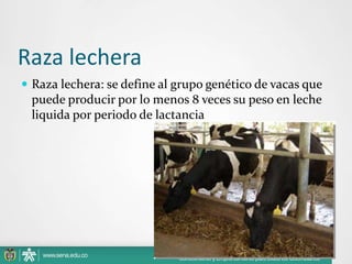 Raza lechera
 Raza lechera: se define al grupo genético de vacas que

puede producir por lo menos 8 veces su peso en leche
liquida por periodo de lactancia

 