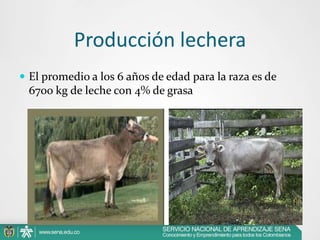 Producción lechera
 El promedio a los 6 años de edad para la raza es de

67oo kg de leche con 4% de grasa

 