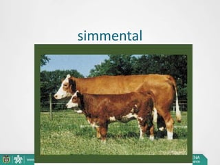 simmental

 