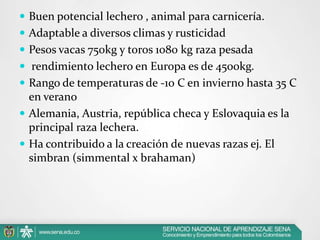  Buen potencial lechero , animal para carnicería.
 Adaptable a diversos climas y rusticidad
 Pesos vacas 750kg y toros 1080 kg raza pesada
 rendimiento lechero en Europa es de 4500kg.

 Rango de temperaturas de -10 C en invierno hasta 35 C

en verano
 Alemania, Austria, república checa y Eslovaquia es la
principal raza lechera.
 Ha contribuido a la creación de nuevas razas ej. El
simbran (simmental x brahaman)

 
