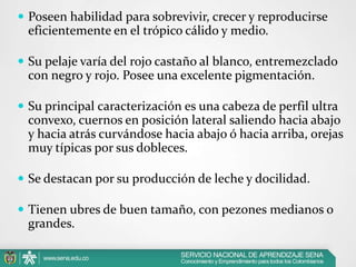  Poseen habilidad para sobrevivir, crecer y reproducirse

eficientemente en el trópico cálido y medio.
 Su pelaje varía del rojo castaño al blanco, entremezclado

con negro y rojo. Posee una excelente pigmentación.
 Su principal caracterización es una cabeza de perfil ultra

convexo, cuernos en posición lateral saliendo hacia abajo
y hacia atrás curvándose hacia abajo ó hacia arriba, orejas
muy típicas por sus dobleces.
 Se destacan por su producción de leche y docilidad.

 Tienen ubres de buen tamaño, con pezones medianos o

grandes.

 