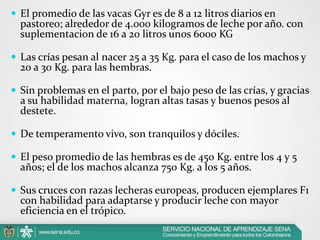  El promedio de las vacas Gyr es de 8 a 12 litros diarios en

pastoreo; alrededor de 4.000 kilogramos de leche por año. con
suplementacion de 16 a 20 litros unos 6000 KG

 Las crías pesan al nacer 25 a 35 Kg. para el caso de los machos y

20 a 30 Kg. para las hembras.

 Sin problemas en el parto, por el bajo peso de las crías, y gracias

a su habilidad materna, logran altas tasas y buenos pesos al
destete.

 De temperamento vivo, son tranquilos y dóciles.
 El peso promedio de las hembras es de 450 Kg. entre los 4 y 5

años; el de los machos alcanza 750 Kg. a los 5 años.

 Sus cruces con razas lecheras europeas, producen ejemplares F1

con habilidad para adaptarse y producir leche con mayor
eficiencia en el trópico.

 