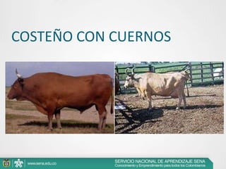COSTEÑO CON CUERNOS

 